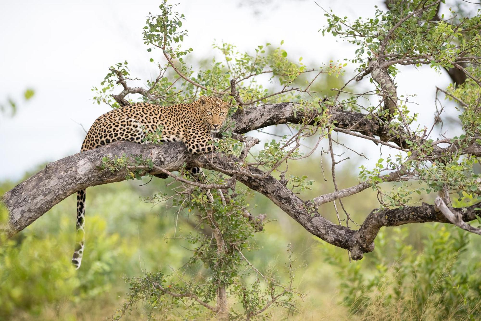 Serondella Safari Lodge Thornybush Game Reserve Exterior photo
